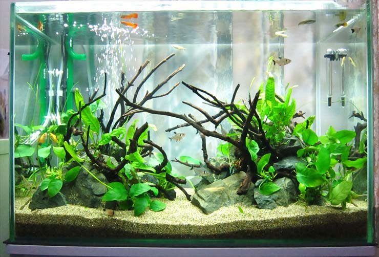 流木を水槽レイアウトで使うには｜種類やあく抜き方法、浮くときの対処