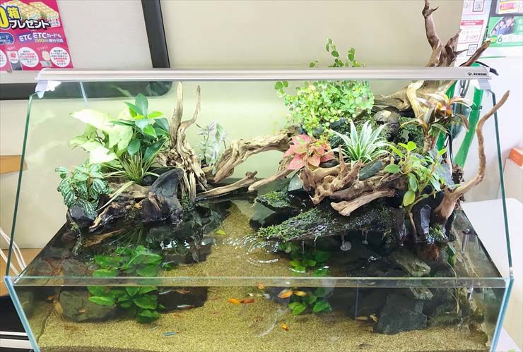 ガソリンスタンド 店舗に設置 アクアテラリウム 90cm水槽レンタル事例