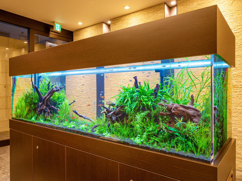 アクアリウムの流木特集！水槽レイアウトにおすすめの種類を解説・ご