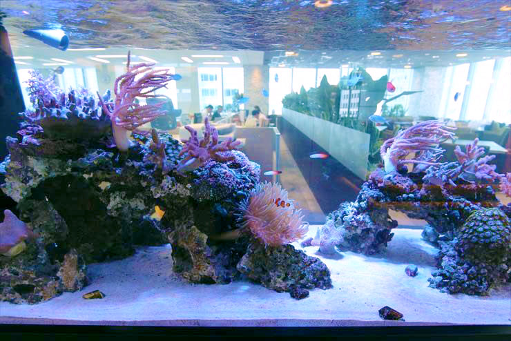 アクリル製オーバーフロー水槽（60×30×36） ／ひかるアクアリウム特別