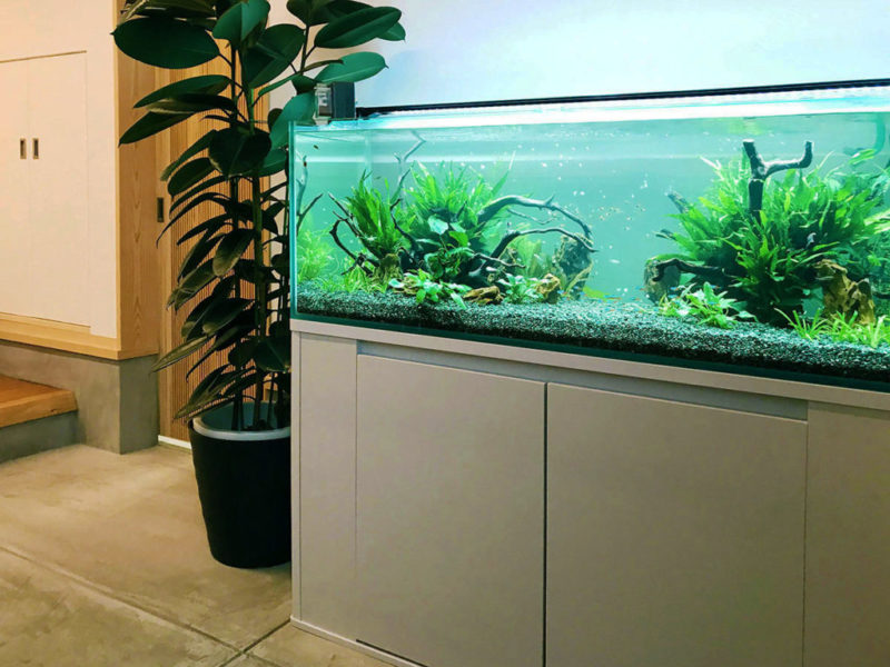 2026年】初心者向けの水槽セットをプロが厳選｜選び方とサイズ別