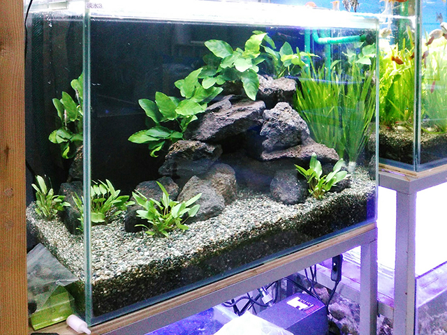 石を使ったかっこいい熱帯魚水槽のレイアウト術を写真付きで解説｜