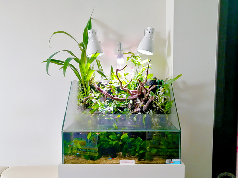 水槽のライトとは！水草用・観賞用・植物用など用途別に照明を解説