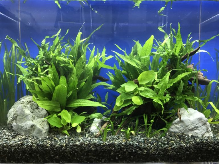 写真でわかる・60cm水槽で作るレイアウトとボリュームを出すテクニック