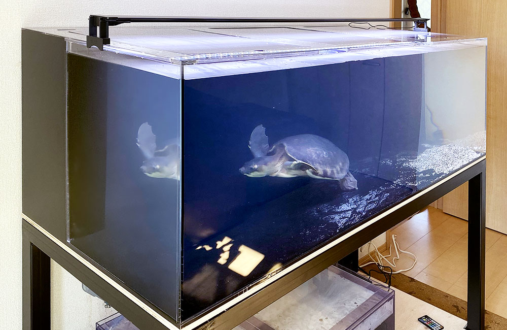 600×300×360オールガラスオーバーフロー水槽 フランジ加工仕様 魚用品