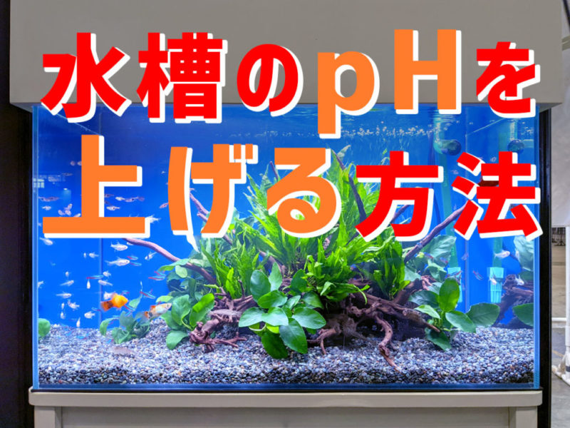 サンゴ砂とアラゴナイトの違いとは・海水水槽の底砂それぞれのメリット