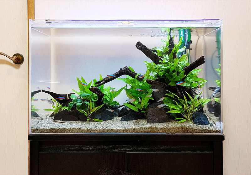 アクアリウムの流木特集！水槽レイアウトにおすすめの種類を解説・ご