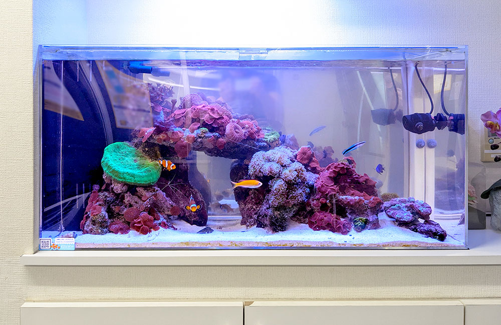 企業様の90cm海水魚水槽！サンゴも加えた13年後の様子｜東京アクアガーデン