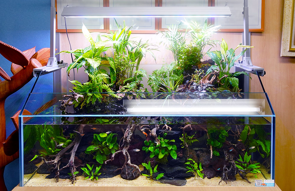 オフィスの特注水槽！1mのアクアテラリウムで癒しの空間づくり｜東京