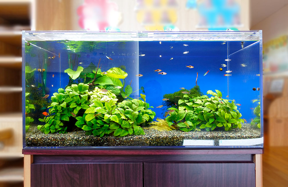 水草完全活着済み 流木3個 糸テグス接着剤無し ミクロソリウム