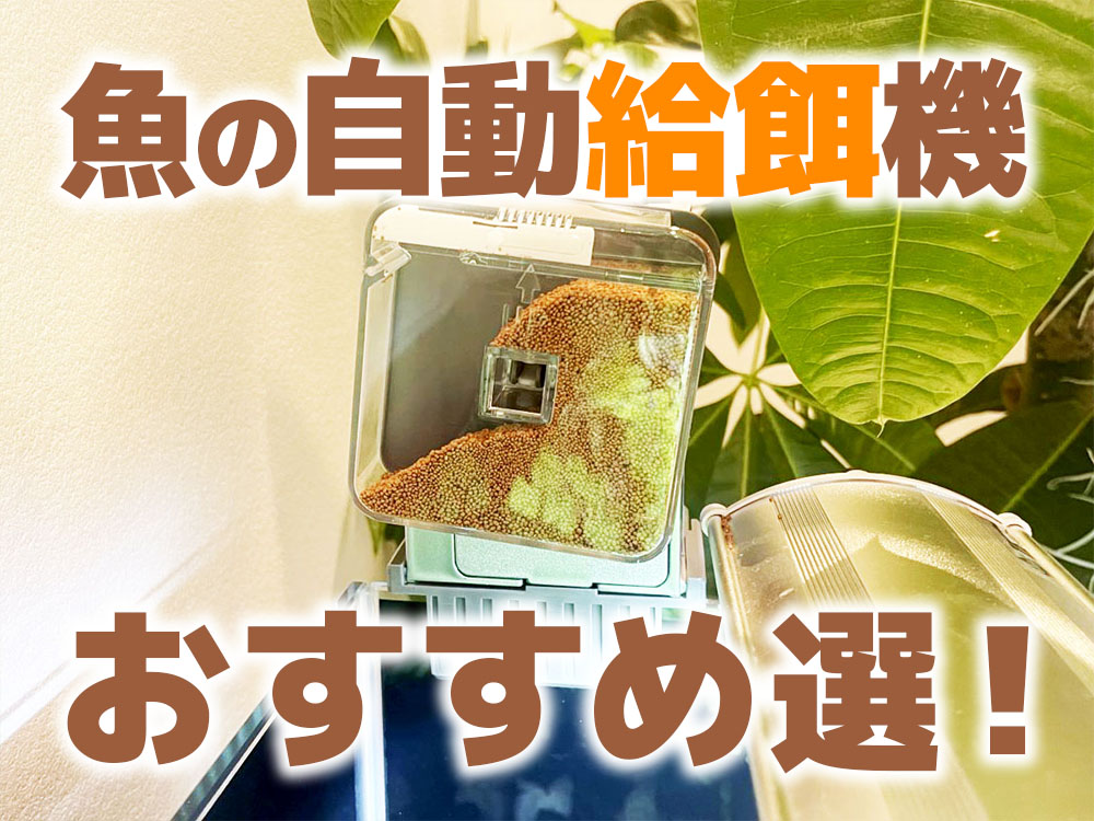 LEDアクリル水槽 自動給餌・温度調整付き 自動給餌器 魚 餌やり器 餌