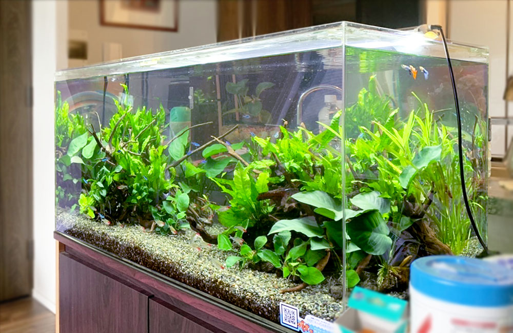 リビングに設置された90cm淡水魚水槽！ネオンテトラやグッピーの