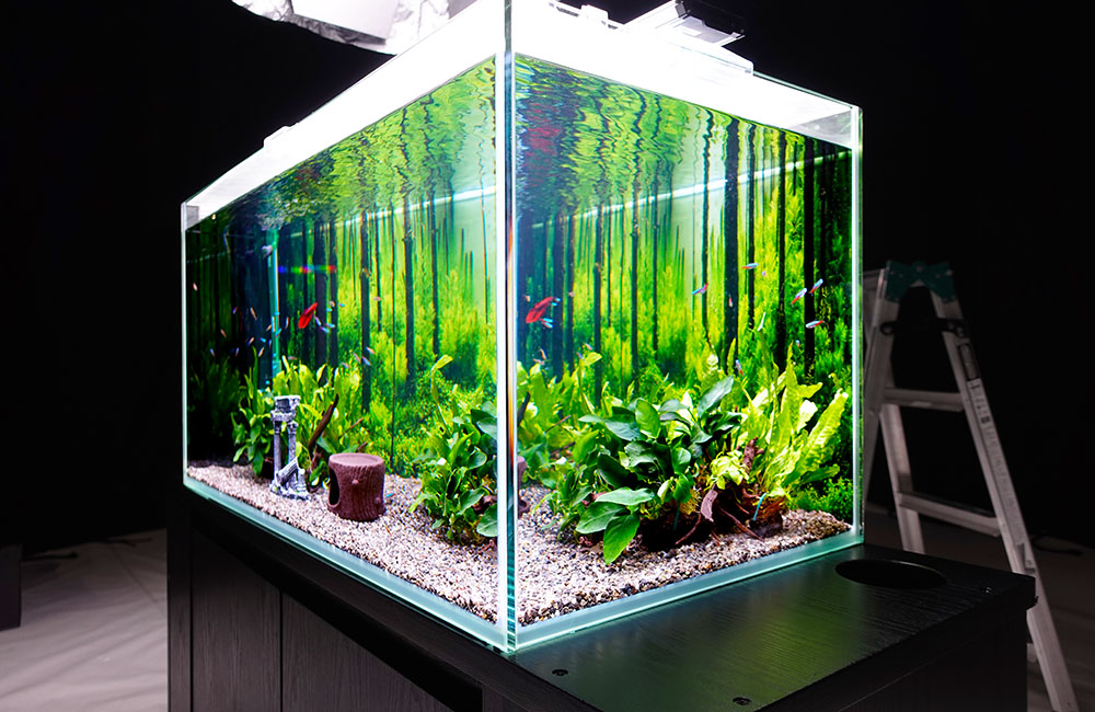 PR動画撮影に淡水魚水槽を短期レンタル！ベタが泳ぐ森林アクアリウム