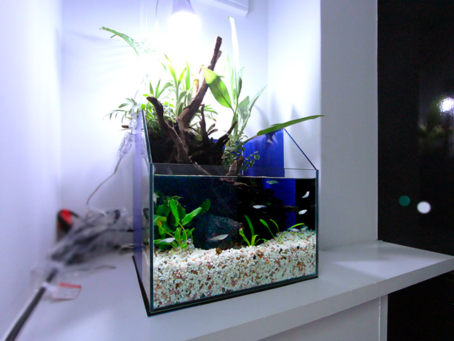 大自然 大型60 アクアテラリウム 完成品 水槽 大自然 大型60 アクア