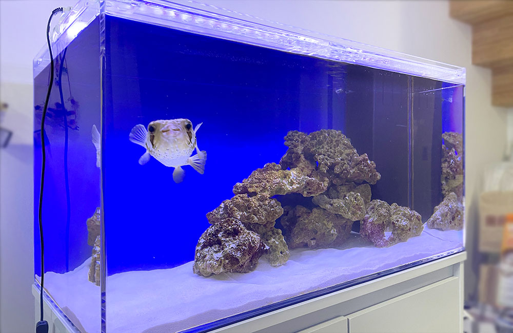 引き取り限定 オーバーフロー90センチ水槽 90cmオーバーフロー水槽