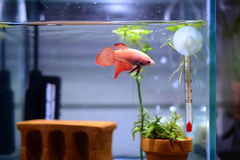 ベタにおすすめなヒーター7選！超小型から温度調節機能付きまでご紹介