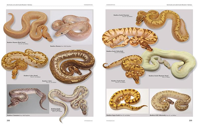 入荷情報】ボールパイソン究極のモルフ図鑑、再入荷しました