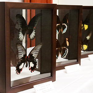 昆虫標本箱 中型ドイツ箱 二箱セット A 昆虫標本箱 中型ドイツ箱