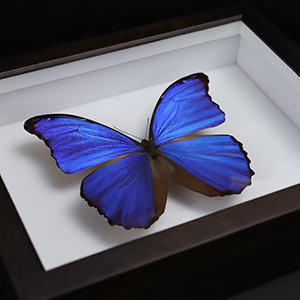 昆虫標本箱モルフォ蝶1頭入れ