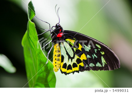 ミドリトリバネアゲハ♂♀ ミドリメガネトリバネアゲハ | 【公式