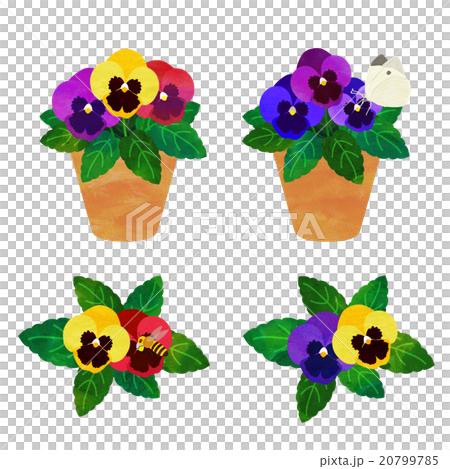 水越智三 pure tomato パンジー 鉢植え 花 イラスト 水越智三 pure