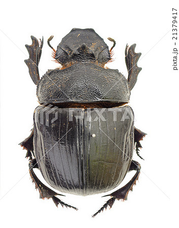 極美展足】Diabroctis mirabilisダイコクコガネ 24mm♀