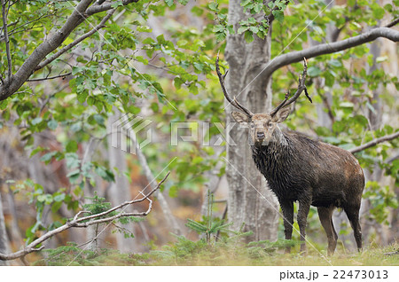 角が変形しているオスのエゾシカの写真素材 [22473013] - PIXTA