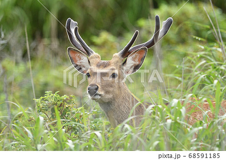 エゾシカのツノ（袋角） エゾシカの角 12本 鹿の角 エゾシカ Amazon.co