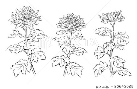筆で描いたような菊の花のイラストのイラスト素材 [80645039] - PIXTA