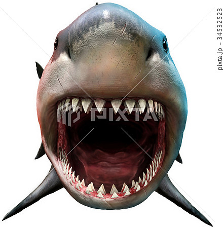 ホホジロザメ 歯 鮫の歯 ホホジロザメ 歯 牙 化石｜サメの歯（約5g～6g）