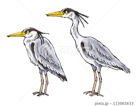 水彩 鳥 アオサギ 鷺のイラスト素材 - PIXTA