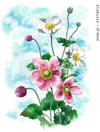 菊 花 絵手紙風 大輪のイラスト素材 - PIXTA