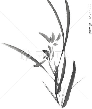 花 植物 水墨画 胡蝶蘭の写真素材 - PIXTA