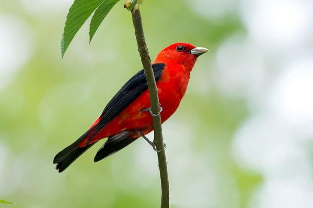 イッタラ バード bird Scarlet Tanager イッタラ バード bird scarlet