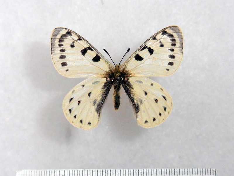 蝶標本（パルナシウス） コイワヤノミオンP．nomion koiwayai