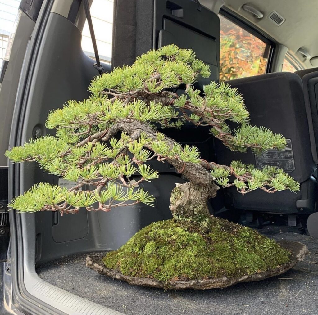 盆栽ポスター 濱本祐介 トラッドマンズ tradmans ネイバーフッド 盆栽