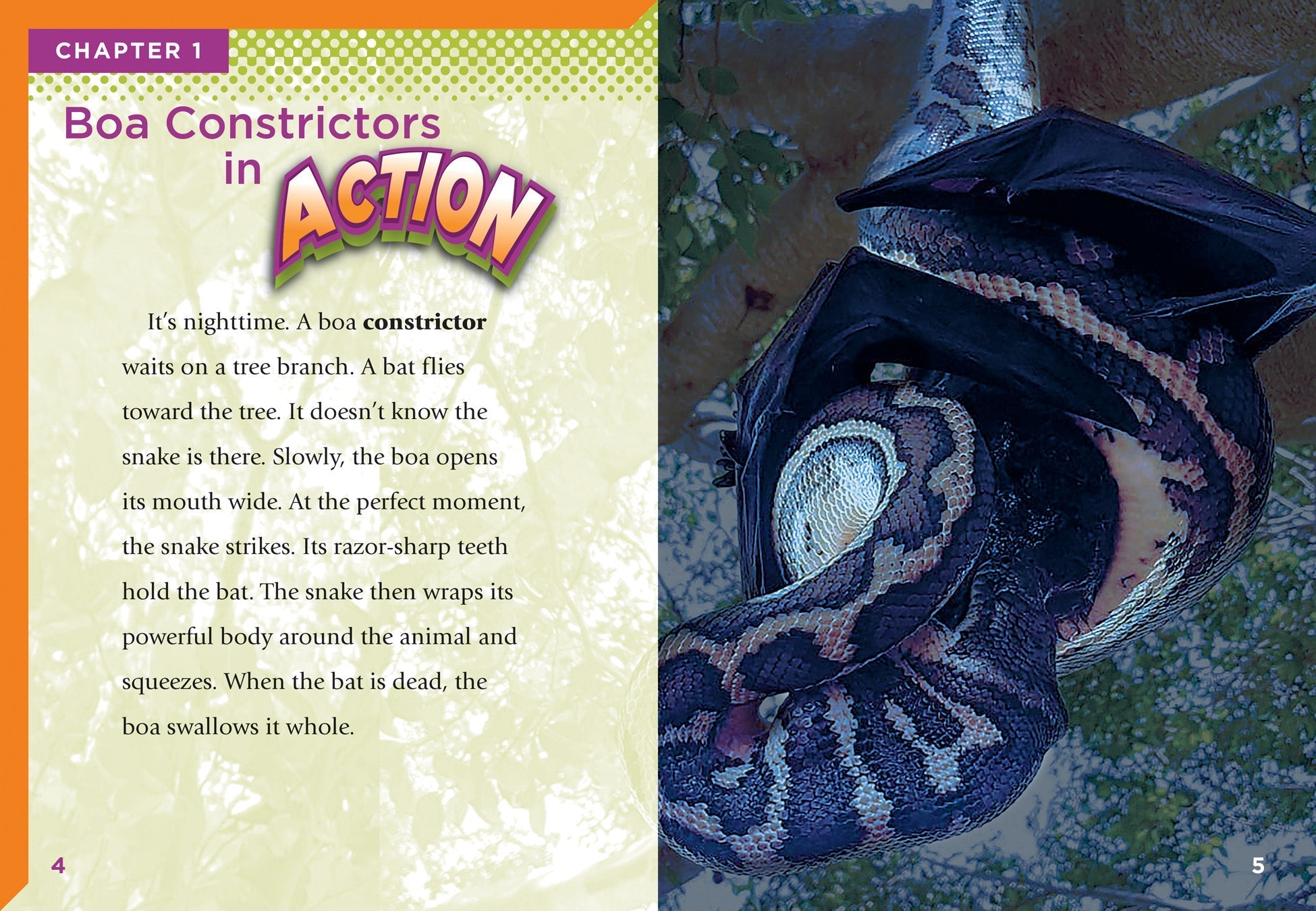 Boa Constrictors – The Creative Company