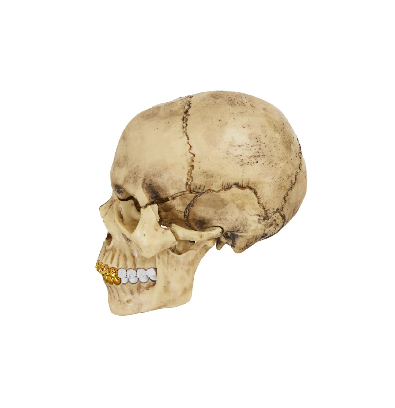 Supreme 4D Model Human Skull Natural – the sole socket