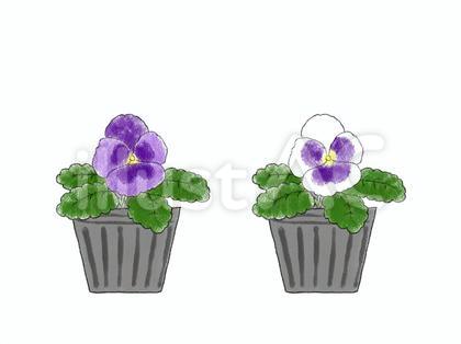 水越智三 pure tomato パンジー 鉢植え 花 イラスト 水越智三 pure