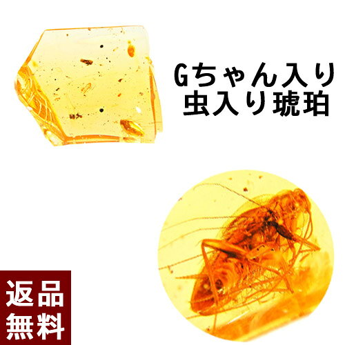 楽天市場】ゴキブリ（種類（宝石）アンバー・琥珀）の通販