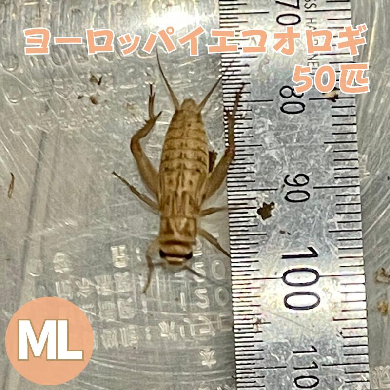 冷凍コオロギ Lサイズ 2kg 爬虫類 両生類 小動物 アロワナ フトアゴ等