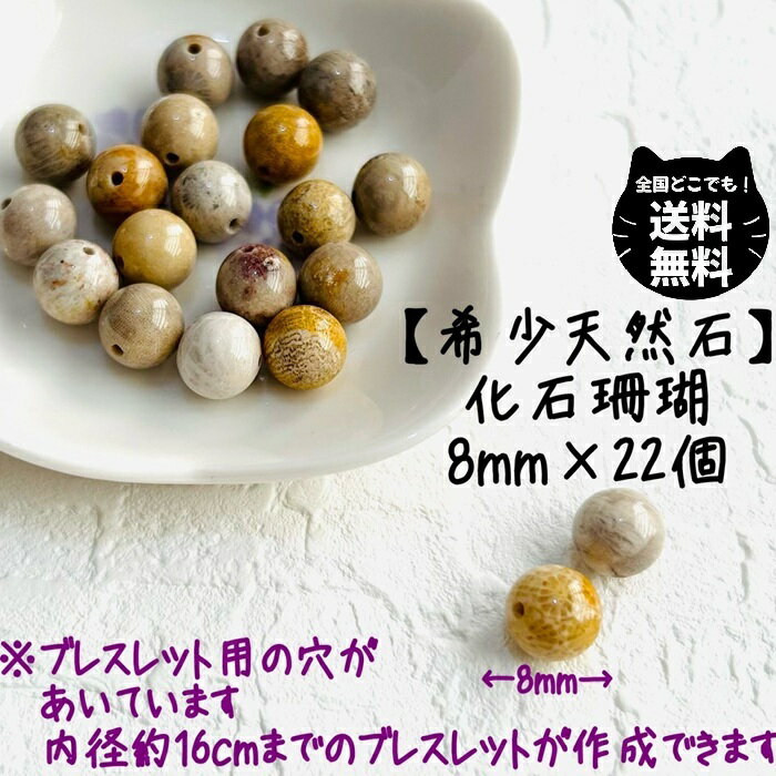 楽天市場】珊瑚 化石の通販