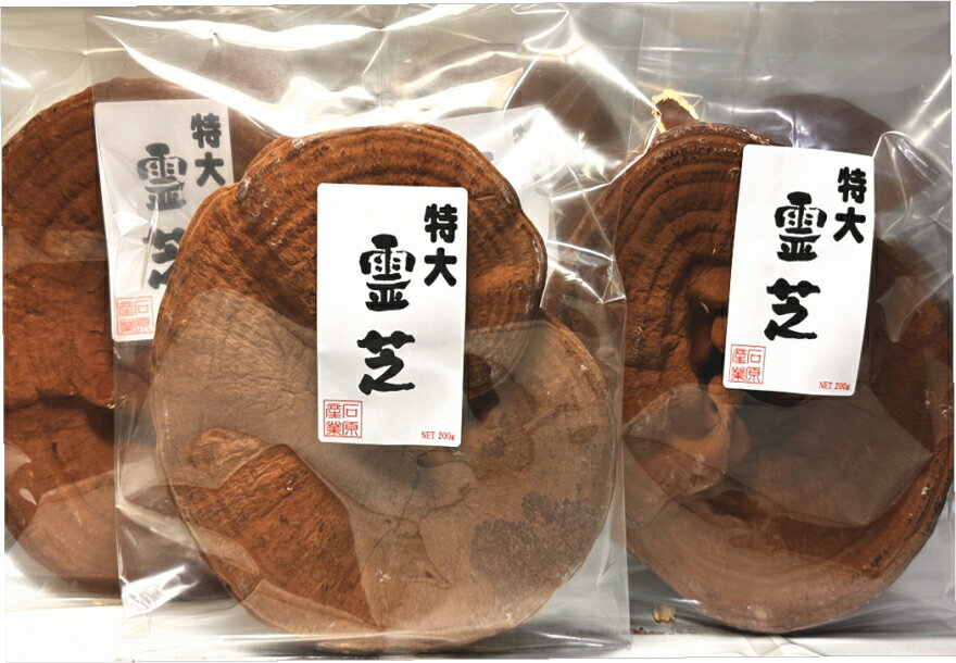 楽天市場】サルノコシカケ 霊芝の通販