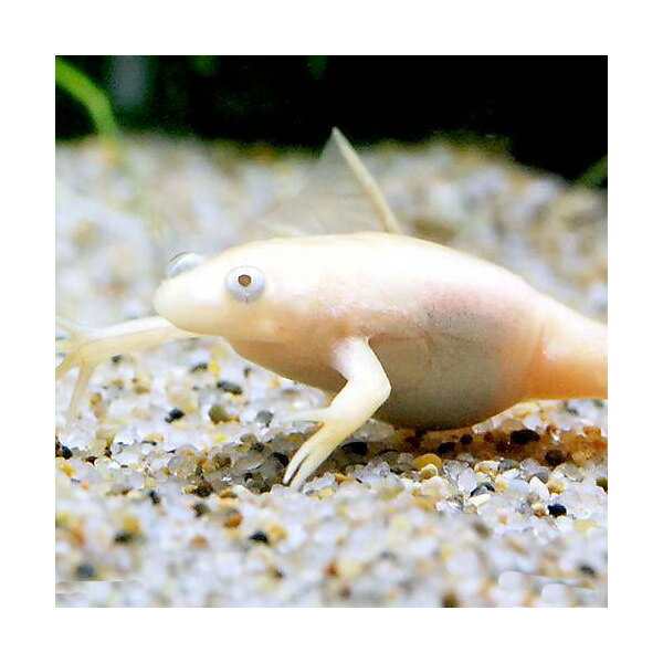 楽天市場】アフリカ ツメガエル 餌 用の通販