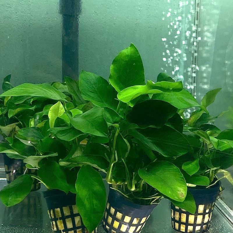 楽天市場】アヌビアス ナナの通販