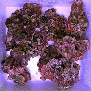 楽天市場】ライブロック 5kgの通販