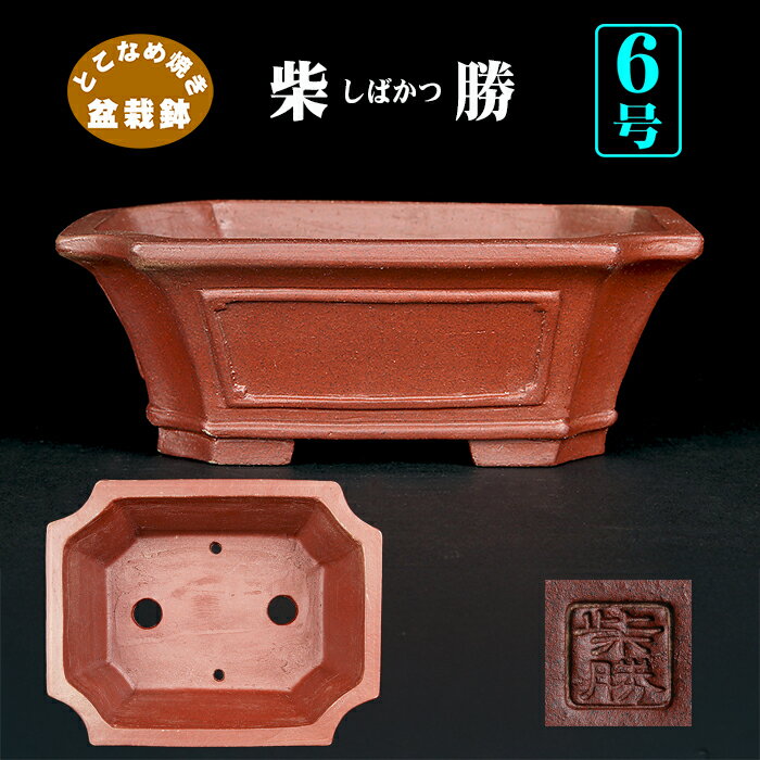 楽天市場】柴勝の通販