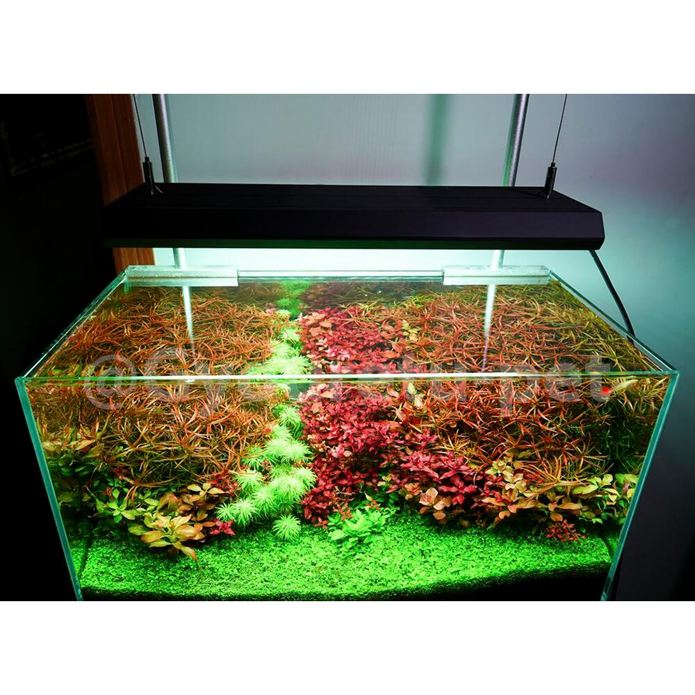 楽天市場】chihiros vivid2の通販