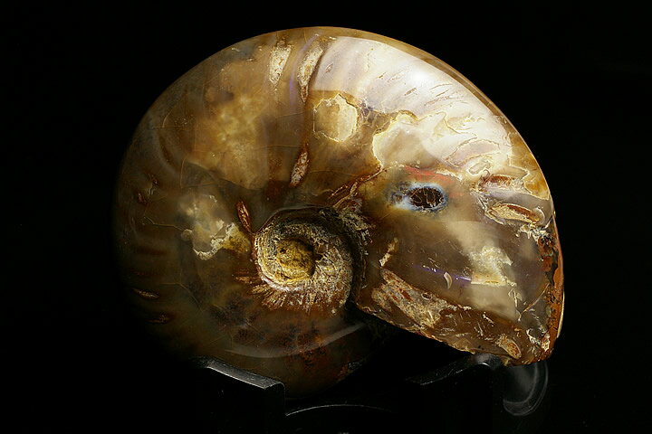 楽天市場】アンモナイト オパール（化石｜標本・化石）：ホビーの通販