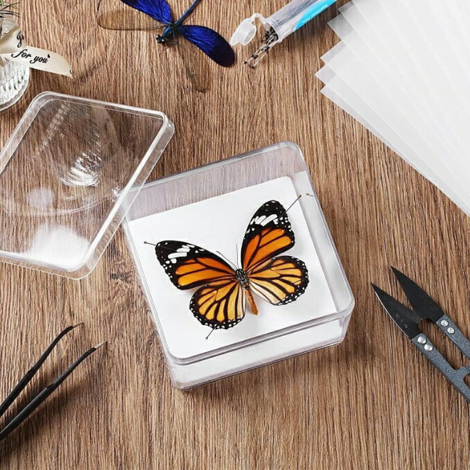 大型 標本箱 ドイツ箱 桐箱 展示ケース 観賞用 2個セット□蝶々